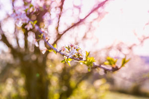 Reiki-opleiding 2de graad
