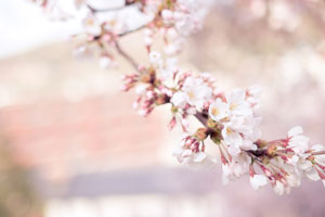 Reiki-opleiding 3de graad